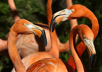 Sacramento Places To See Sacramento Zoo