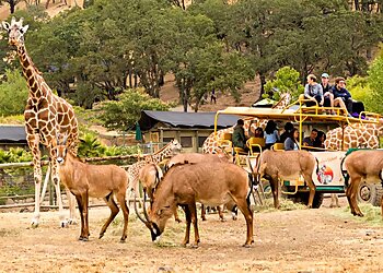 Santa Rosa Places To See Safari West
