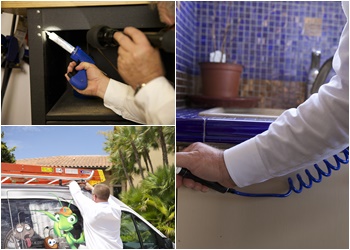 Clearwater Pest Control Companies Safer Home Services