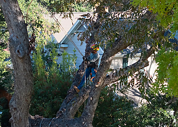 Irving Tree Services Salas Services
