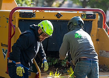 Irving Tree Services Salas Services
