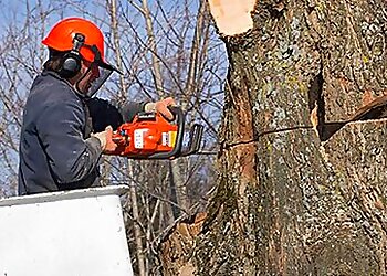 Salas Tree Service Bakersfield Tree Services image 1