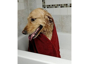3 Best Pet Grooming in Lincoln, NE - Expert Recommendations