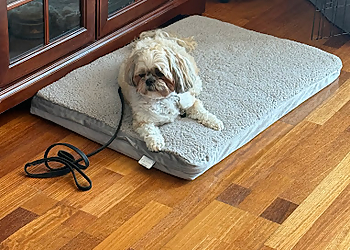 Sam Ivy - Tampa, FL Dog Training - Sample Image