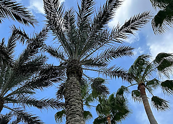 Port St Lucie Tree Services Sampson Tree Service