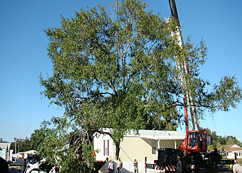 Port St Lucie Tree Services Sampson Tree Service