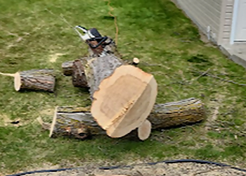 Spokane Tree Services Sam's Tree & Landscape, LLC.