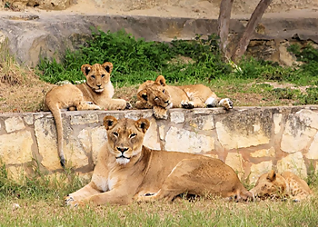 San Antonio Places To See San Antonio Zoo