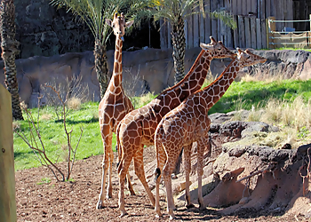 San Antonio Places To See San Antonio Zoo