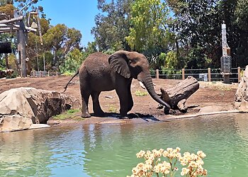 San Diego Places To See San Diego Zoo