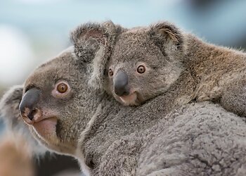 San Diego Places To See San Diego Zoo