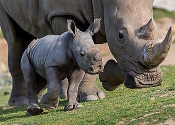 Escondido Places To See San Diego Zoo Safari Park