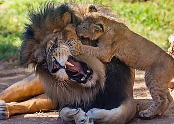 Escondido Places To See San Diego Zoo Safari Park