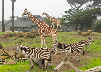 San Francisco Places To See San Francisco Zoo