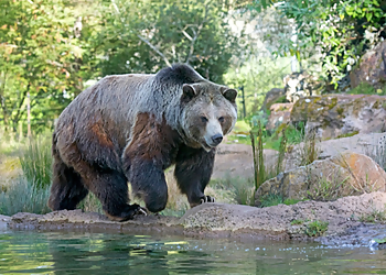 San Francisco Places To See San Francisco Zoo