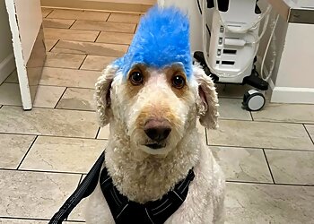 San Jose Veterinary Clinics San Jose Animal Hospital