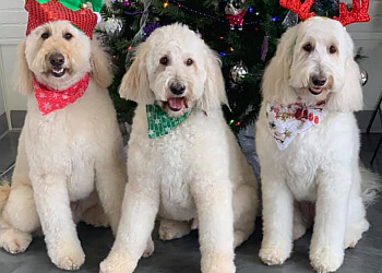 Sandy's Grooming - Orange, CA Pet Grooming - Service Image