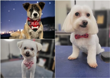 Sandy's Grooming - Orange, CA Pet Grooming - Service Highlights