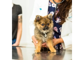 Santa Ana Veterinary Hospital - Santa Ana, CA Veterinary Clinics - Service Highlights