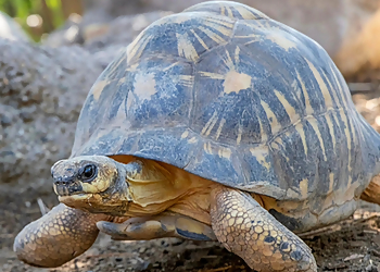 Santa Ana Places To See Santa Ana Zoo