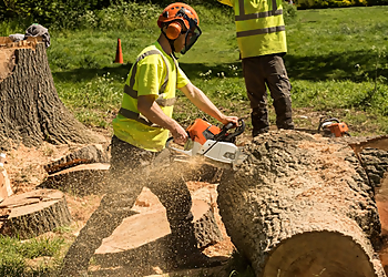 Santa Clara Tree Services Santa Clara Service