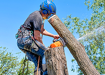 Santa Clara Tree Services Santa Clara Service