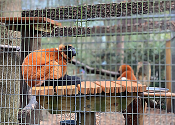 Gainesville Places To See Santa Fe College Teaching Zoo
