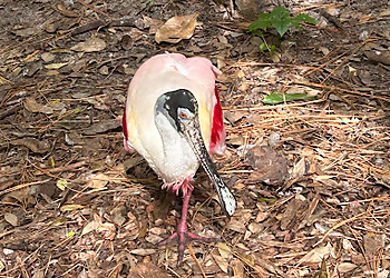 Gainesville Places To See Santa Fe College Teaching Zoo