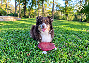Sapphire & Co. Pet Sitting Services, LLC - Jacksonville, FL Dog Walkers - Work Image
