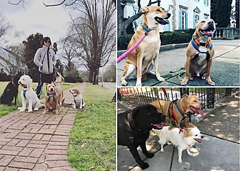 Richmond Dog Walkers Sarah Sits-N-Stays