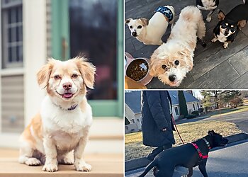 New Haven Dog Walkers Sarah's Pet Sitting