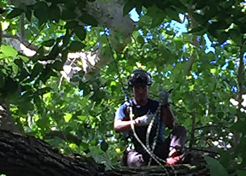 Dayton Tree Services SavATree