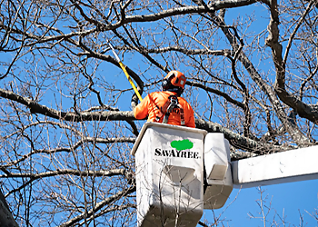 Fort Collins Tree Services SavATree