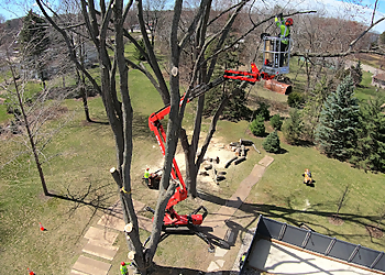 Madison Tree Services SavATree