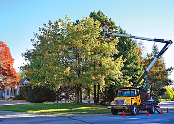 Lakewood Tree Services SavATree Lakewood