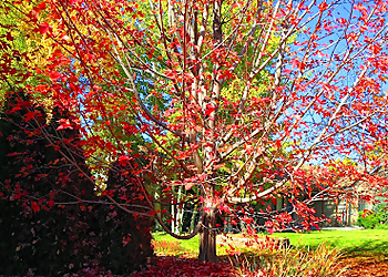 Lakewood Tree Services SavATree Lakewood