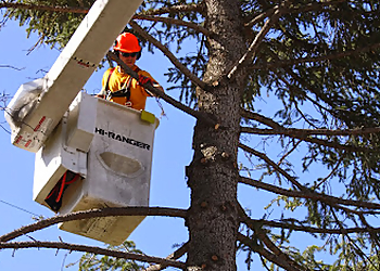 SavATree Salt Lake City Salt Lake City Tree Services image 1