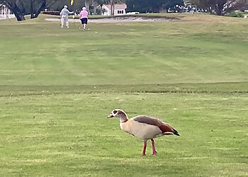 Port St Lucie Golf Courses Savanna Club Golf Course