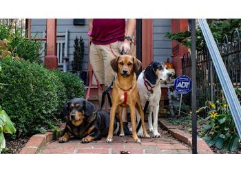 Saving Grace Petcare Washington Dog Walkers