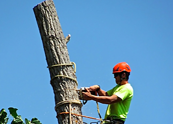 Boise City Tree Services Sawtooth Tree Service