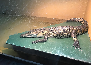 West Valley City Places To See Scales & Tails Utah, Inc.