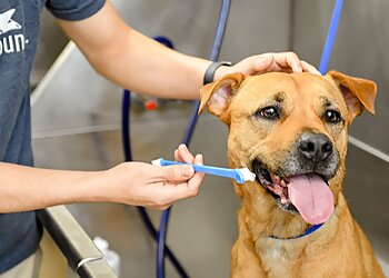 Birmingham Pet Grooming Scenthound