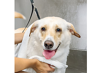 Waco Pet Grooming Scenthound