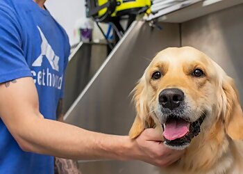 Allentown Pet Grooming Scenthound Allentown