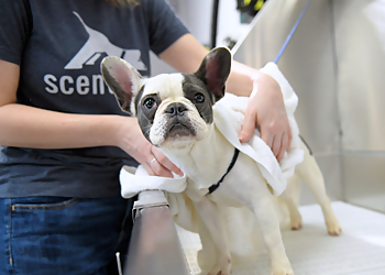 Overland Park Pet Grooming Scenthound Franchising, LLC