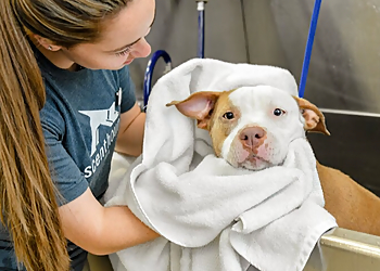 Gainesville Pet Grooming Scenthound Gainesville SW