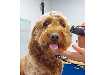 Gainesville Pet Grooming Scenthound Gainesville SW