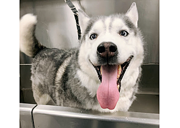 Coral Springs Pet Grooming Scenthound Parkland