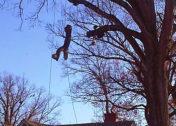 Fayetteville Tree Services Schnell Tree Service LLC