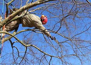 Columbus Tree Services Scotts Tree Experts